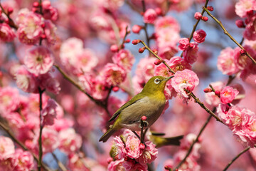 梅の花に止まるメジロ
