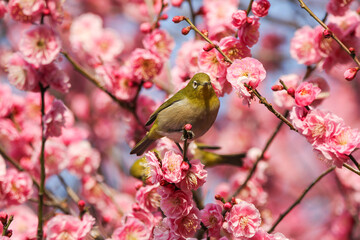 梅の花に止まるメジロ