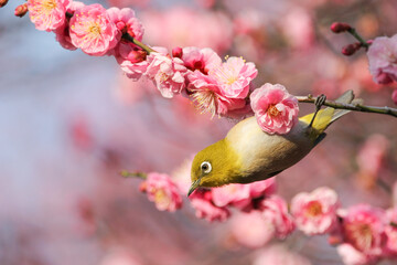 梅の花に止まるメジロ
