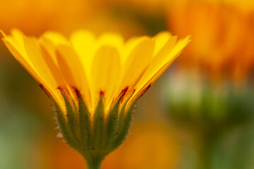 マクロレンズによるフユシラズの接写