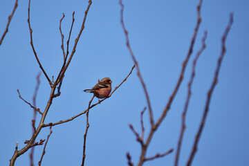 冬枯れの木に止まるベニマシコと青空