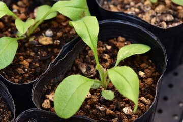 ワスレナグサの苗