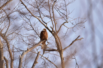 冬枯れの木に止まるトビ