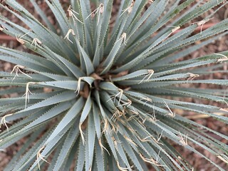 Naklejka na ściany i meble close up of the heart of a cactus in an arid environment