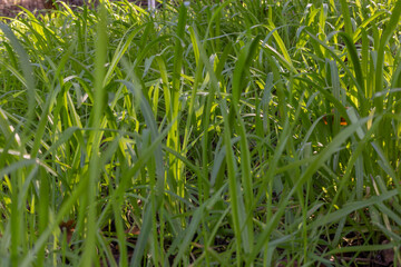 Green grass background