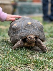 Fototapeta premium turtle on the grass being pet