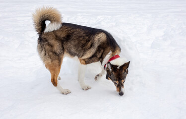 A dog playing in the snow