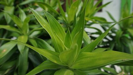beautiful leaves nice to look at