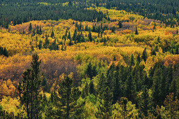 A beautiful display of early fall colors on the road between Estes Park and Central City, Colorado, USA