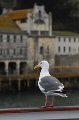 A seagull on the deck of a tour boat facing the buildings of Alcatraz Island, San Francisco,...