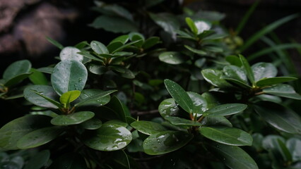 lush and fresh green leaves