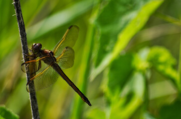 Yellow Dragonfly on Green Leafy Bokeh Background