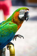 Mecaw Parrot, Guacamaya
