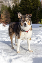 A dog playing in the snow