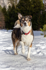 A dog playing in the snow