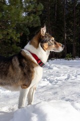 A dog playing in the snow