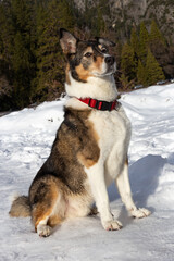 A dog playing in the snow