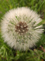 dandelion head