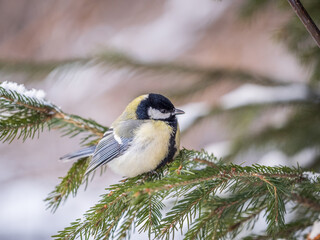 Cute bird Great tit, songbird sitting on the fir branch with snow in winter