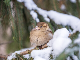 Sparrow sits on a fir branch with snow in winter