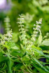 Holy basil flower on tree in the garden. It is commonly used to cook in food and has medicinal properties.