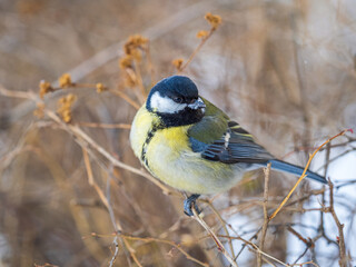 Fototapeta premium Cute bird Great tit, songbird sitting on a branch without leaves in the autumn or winter.