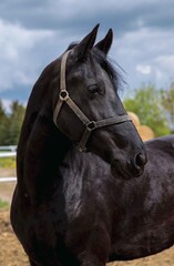Obraz premium portrait of a horse