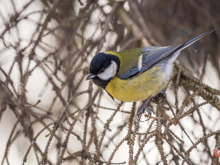 Cute bird Great tit, songbird sitting on a branch without leaves in the autumn or winter.