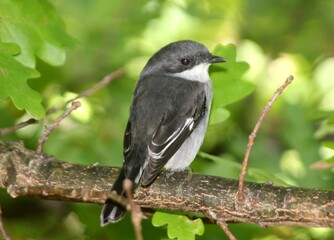 Fototapeta premium Grey Fly Catcher with White Breast, Helderberg Nature Reserve, West Somerset, South Africa