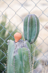 cactacea organo cactus