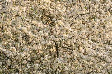 Blooming white sakura cherry blossom flowers close-up