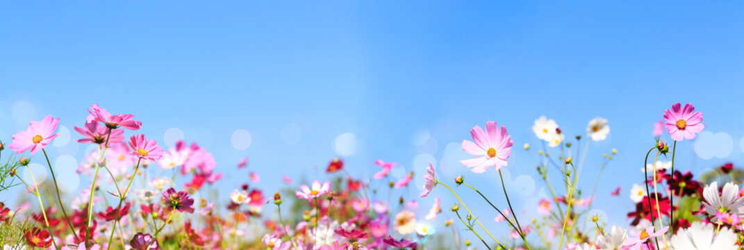 Spring No Copyright Free Spring Images – Browse 43,619 Free Stock Photos, Vectors, and ...