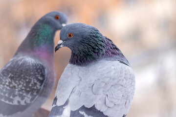 The blue dove behind the glass at the window is a large common bird, the most numerous breed of urban birds. 