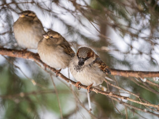 Three Sparrows sits on a fir branch in the autumn or winter