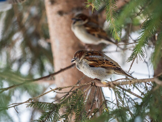 Sparrow sits on a fir branch in the sunset light.