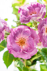 Obraz premium roses on the white background