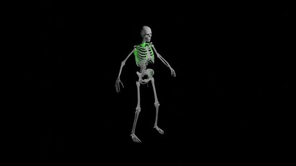 Skeleton of an adult man and red lungs shown on a dark background, 3D illustration