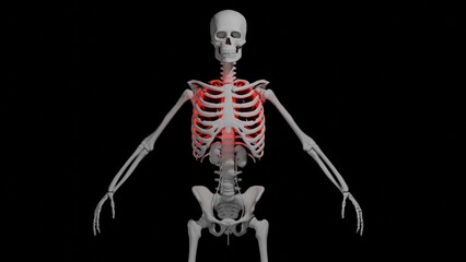 Skeleton of an adult man and red lungs shown on a dark background, 3D illustration