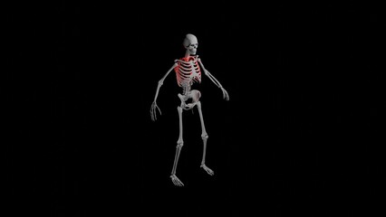 Fototapeta na wymiar Skeleton of an adult man and red lungs shown on a dark background, 3D illustration