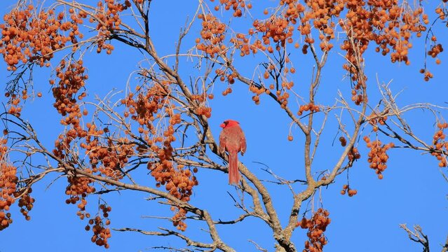 Close up shot of cute small red Northern Cardinal on a Sapindus saponaria tree
