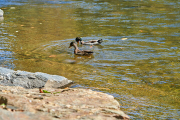 Cherokee NC