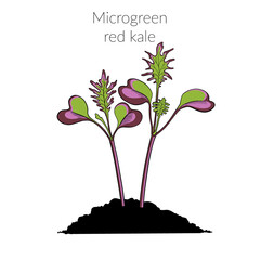 Young microgreen red russian kale sprouts, kale microgreen growing, young green leaves, healthy lifestyle concept, vegan healthy food. Realistic illustration by hand isolated on white background.
