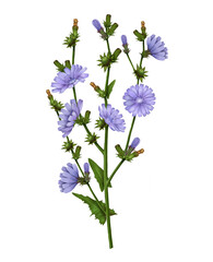 Hand-drawn branch, chicory flowers and leaves, medicinal chicory, medicinal herbs, root drink, coffee substitute. Purple flowers isolated on white background. Healed field plant.
