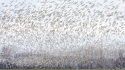 A wintering flock of snow geese erupt into the sky in a mass flock of birds.  The geese winter in...