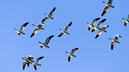 A group of wintering snow geese seen from below against a clear blue sky during the winter in Washington State