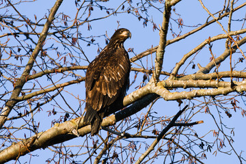 An immature bald eagle stands on a tree branch and watches intently during winter in the Skagit Valley of Washington State
