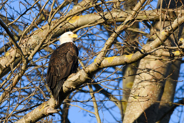 A mature bald eagle on a tree branch during winter in the Skagit Valley of Washington State where a large population of raptors spend the winter