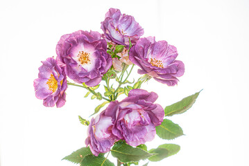 roses on the white background