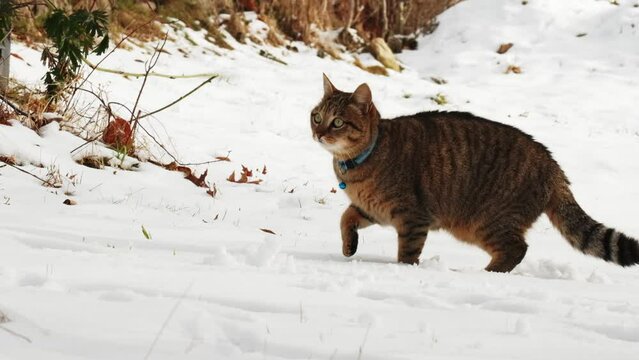 Sweet European grey kitten cat walking on snow and licking his paw in winter slow motion 100 ips FHD
