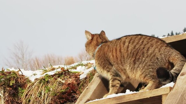 Sweet European grey kitten cat jumping from an outdoor ladder stair with snow slow motion 100 ips FHD